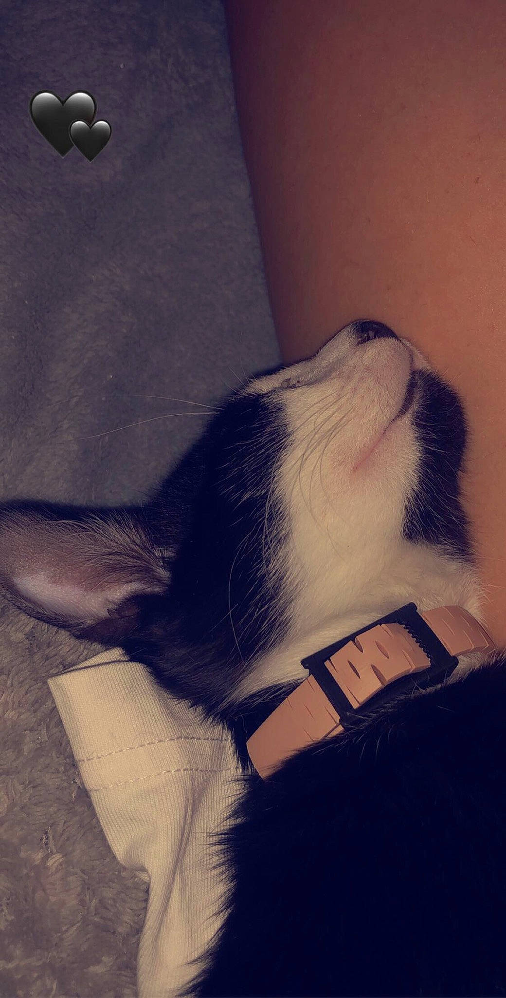 Rio a rejoint le concours — aidez-le/la à gagner de superbes lots ! carnivore, cat, ear, felidae, fur, kitten, leg, neck, nose, small_to_medium_sized_cats, snout, tail, whiskers