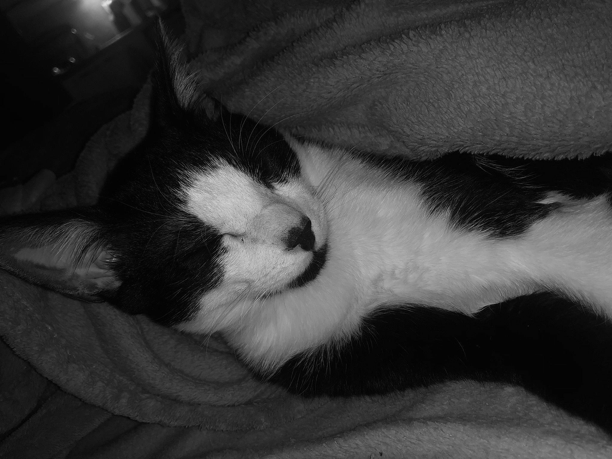 Rio a rejoint le concours — aidez-le/la à gagner de superbes lots ! black, black_and_white, carnivore, cat, eye, felidae, fur, kitten, monochrome, monochrome_photography, nap, nose, polydactyl_cat, sky, sleep, small_to_medium_sized_cats, snout, style, whiskers, white