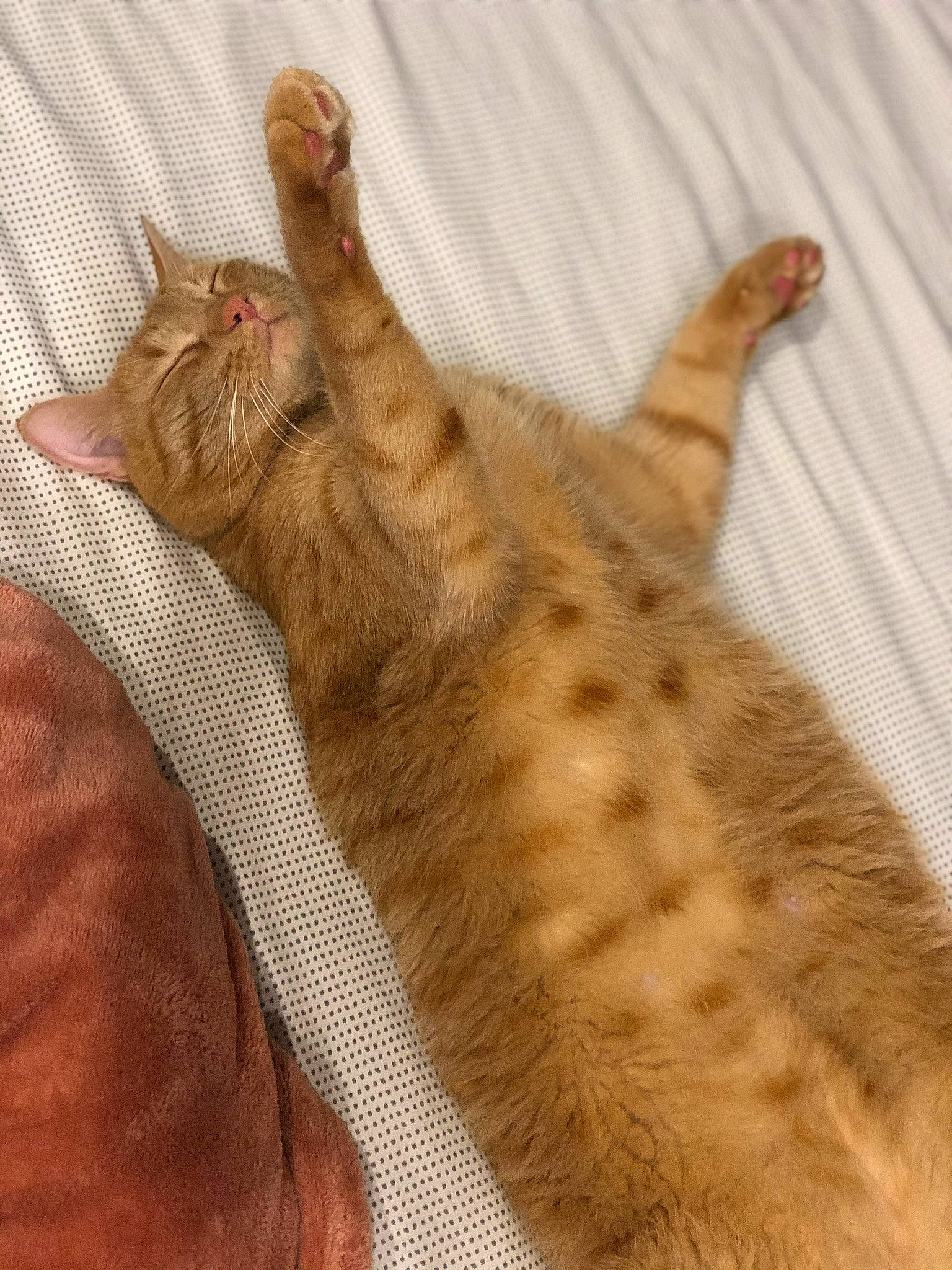 Denver a rejoint le concours — aidez-le/la à gagner de superbes lots ! arabian_mau, asian, australian_mist, bengal, carnivore, cat, chausie, claw, dragon_li, european_shorthair, fawn, felidae, fur, gesture, hand, ocicat, small_to_medium_sized_cats, tabby_cat, tail, whiskers