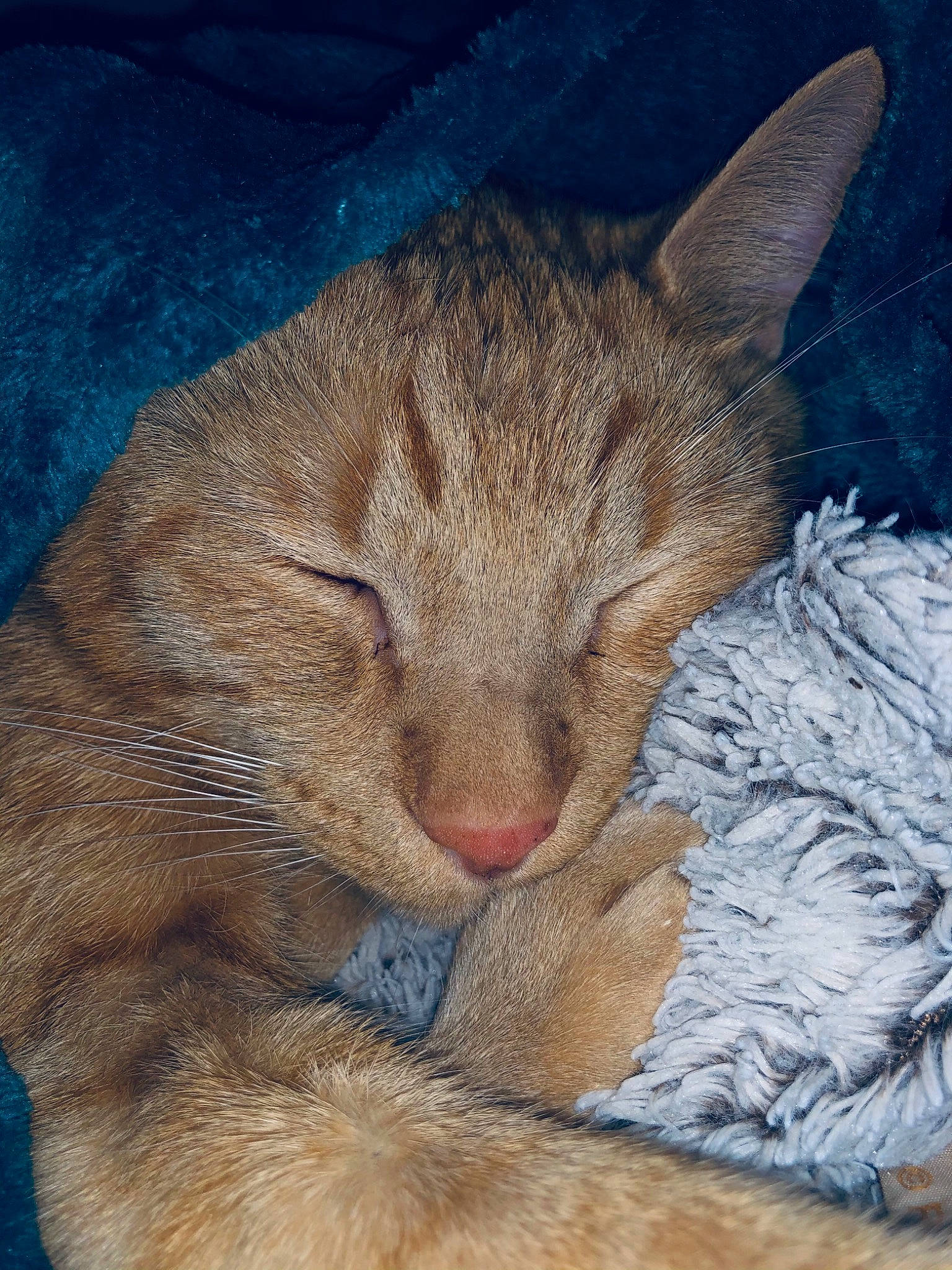 Denver participe au concours pour gagner de l'argent avec cette photo : carnivore, cat, chausie, european_shorthair, eye, fawn, felidae, fur, german_rex, kitten, mammal, nap, nose, oriental_longhair, skin, sleep, small_to_medium_sized_cats, snout, tabby_cat, whiskers