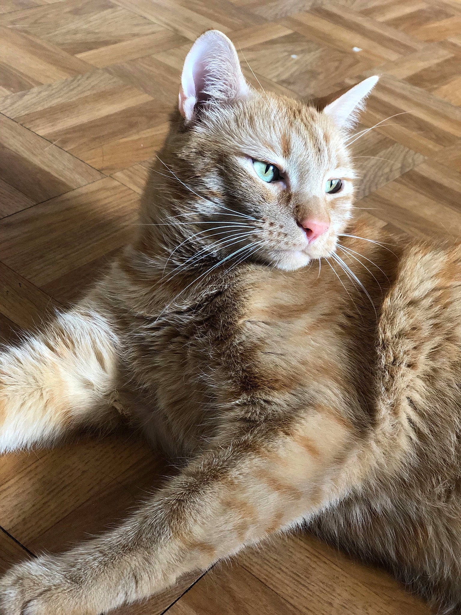 Denver a rejoint le concours — aidez-le/la à gagner de superbes lots ! asian, carnivore, cat, claw, domestic_short_haired_cat, dragon_li, ear, european_shorthair, fawn, felidae, fur, kitten, maine_coon, mammal, norwegian_forest_cat, paw, small_to_medium_sized_cats, tabby_cat, tail, whiskers