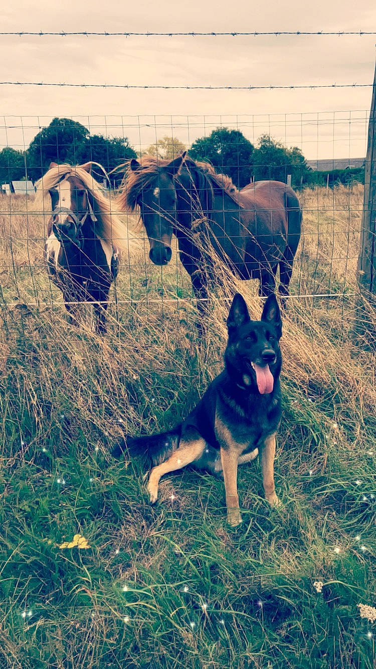 Asko a rejoint le concours — aidez-le/la à gagner de superbes lots ! australian_cattle_dog, canidae, carnivore, cloud, dog, dog_breed, east_european_shepherd, german_shepherd_dog, grass, herding_dog, mammal, mountain, sky, sunlight, working_dog