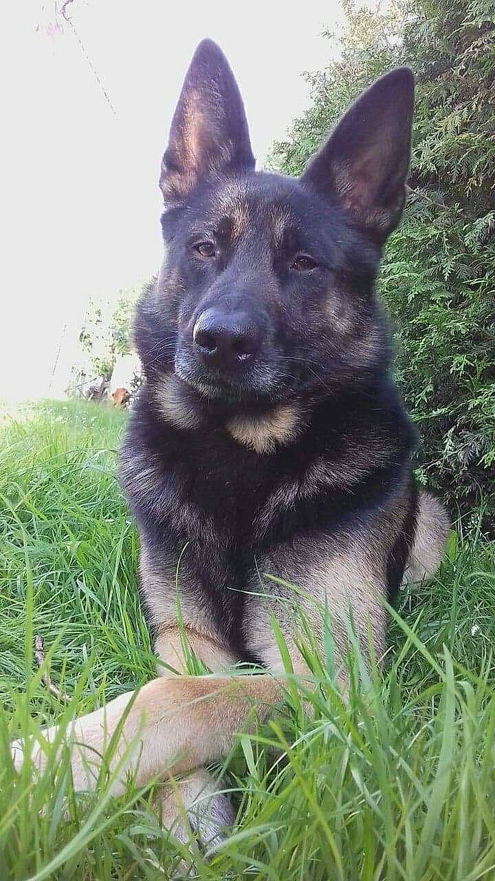 Asko participe au concours pour gagner de l'argent avec cette photo : belgian_shepherd_malinois, black_norwegian_elkhound, bohemian_shepherd, canidae, carnivore, dog, dog_breed, east_european_shepherd, german_shepherd_dog, king_shepherd, kunming_wolfdog, mammal, norwegian_elkhound, old_german_shepherd_dog, police_dog, rare_breed_dog, shiloh_shepherd_dog, vertebrate