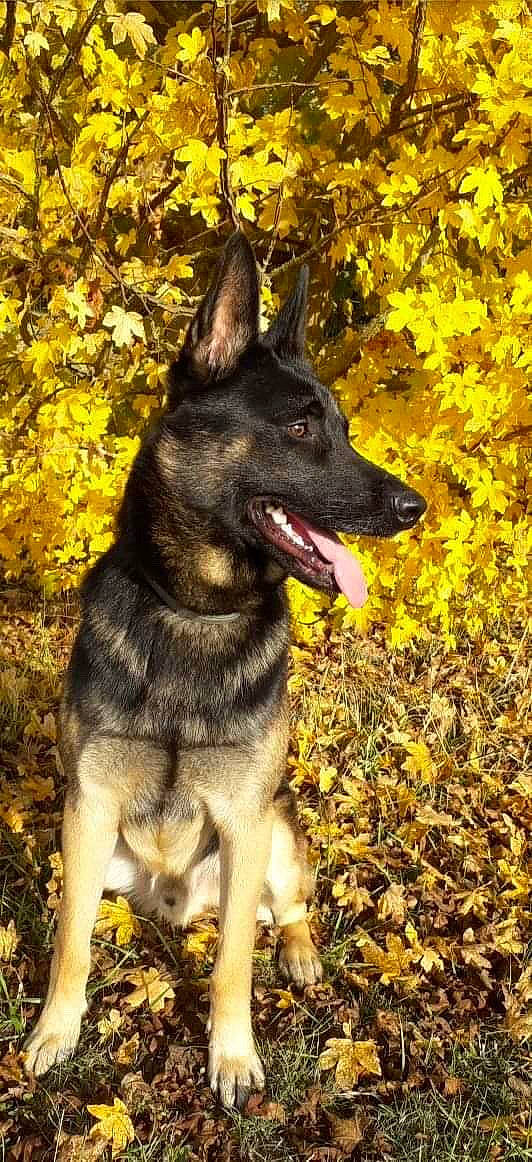 Asko participe au concours pour gagner de l'argent avec cette photo : black_norwegian_elkhound, bohemian_shepherd, canidae, carnivore, dog, dog_breed, east_european_shepherd, german_shepherd_dog, jamthund, king_shepherd, kunming_wolfdog, mammal, norwegian_elkhound, plant, police_dog, rare_breed_dog, shiloh_shepherd_dog, vertebrate