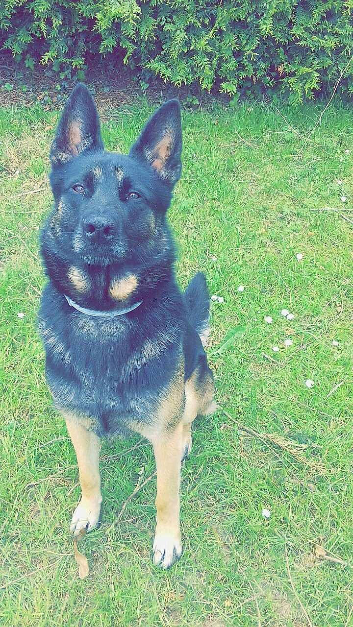 Asko
