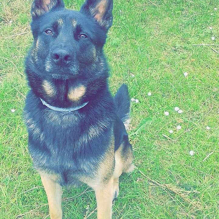 Asko