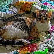 Patches is registered to the contest to win money with this photo: cat, calico_cat, pet, animal, fur, whiskers, green_eyes, ears, paws, tail, lying_down, indoors, bed, blankets, quilt, colorful, cozy, toy, portrait, home