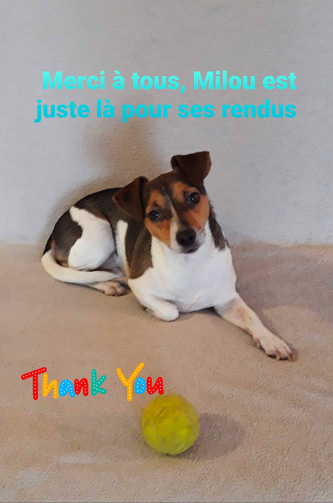 Milou a rejoint le concours — aidez-le/la à gagner de superbes lots ! advertising, carnivore, collar, companion_dog, dog, dog_breed, dog_supply, flooring, font, graphics, hound, illustration, paw, pet_supply, photo_caption, recipe