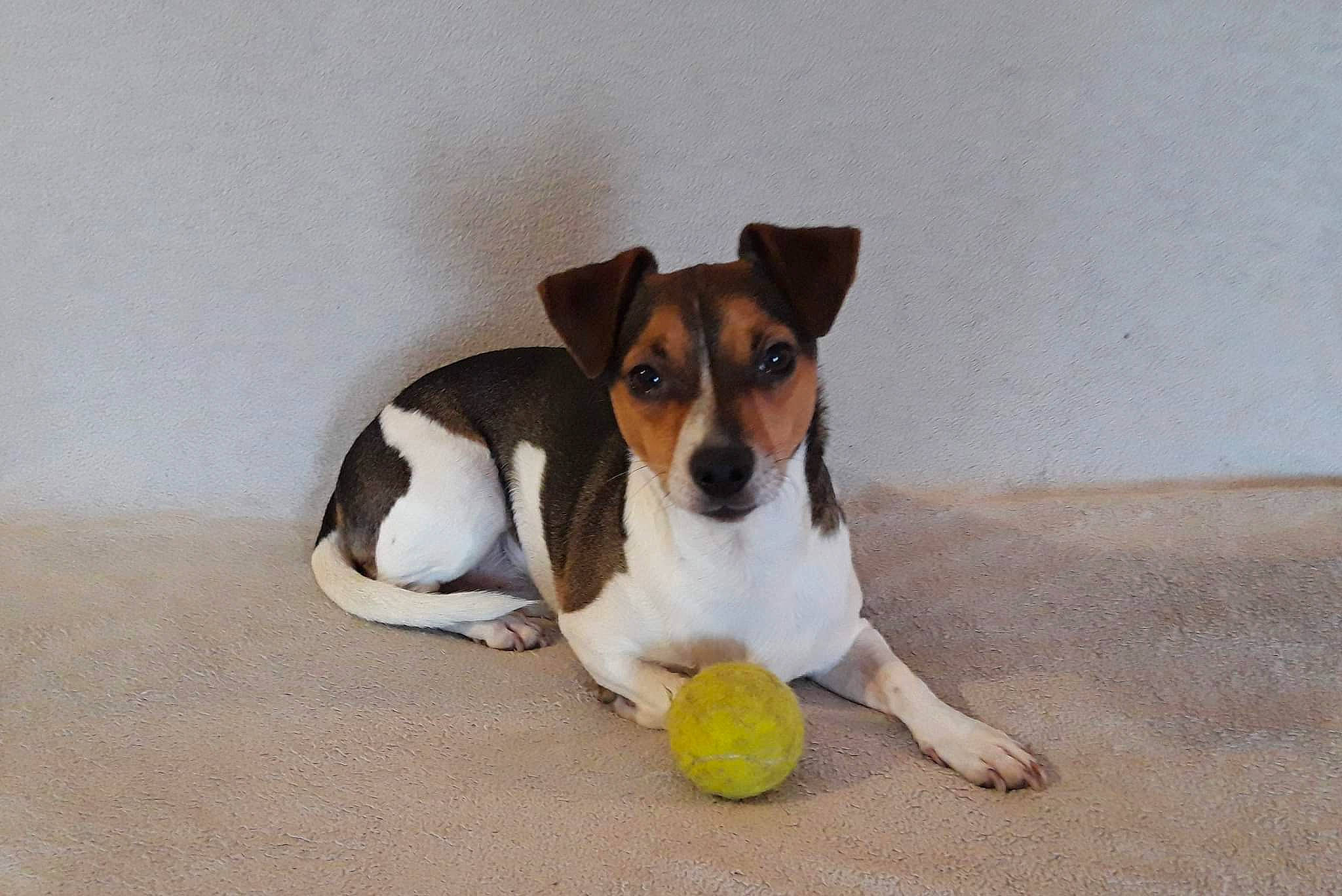 Milou a rejoint le concours — aidez-le/la à gagner de superbes lots ! art, ball, canidae, carnivore, companion_dog, dog, dog_bed, dog_breed, dog_supply, dog_toy, flooring, hound, paw, pet_supply, serveware, snout, sporting_group, tennis_ball, terrier, working_animal