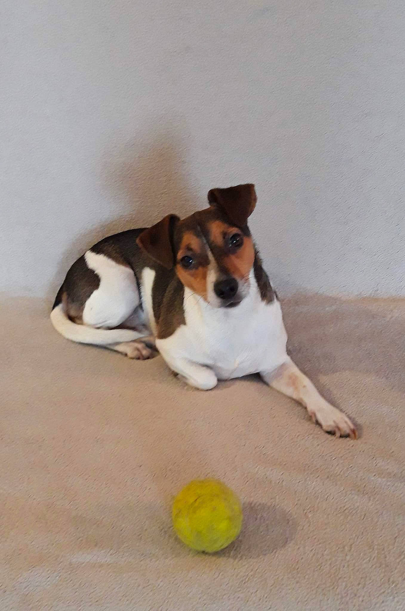 Milou participe au concours pour gagner de l'argent avec cette photo : ball, canidae, carnivore, collar, companion_dog, dog, dog_breed, dog_supply, dog_toy, fawn, flooring, hound, paw, pet_supply, puppy, sporting_group, sports_equipment, sports_toy, tail, tennis_ball