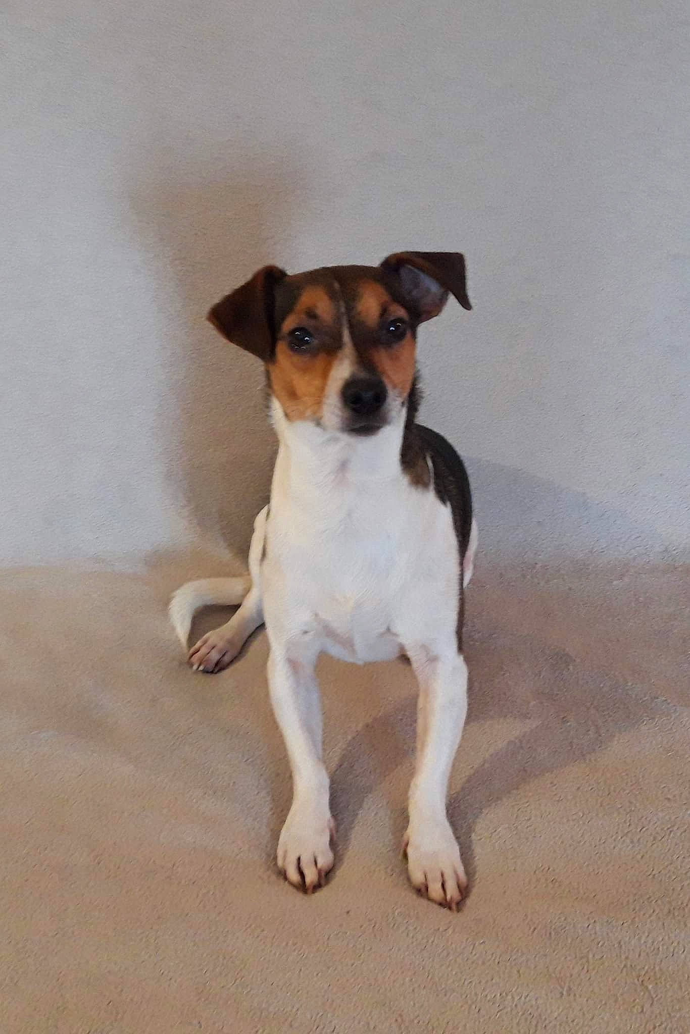 Milou a rejoint le concours — aidez-le/la à gagner de superbes lots ! ancient_dog_breeds, carnivore, collar, companion_dog, dog, dog_breed, irishjacks, non_sporting_group, paw, small_terrier, tail, terrier, whiskers