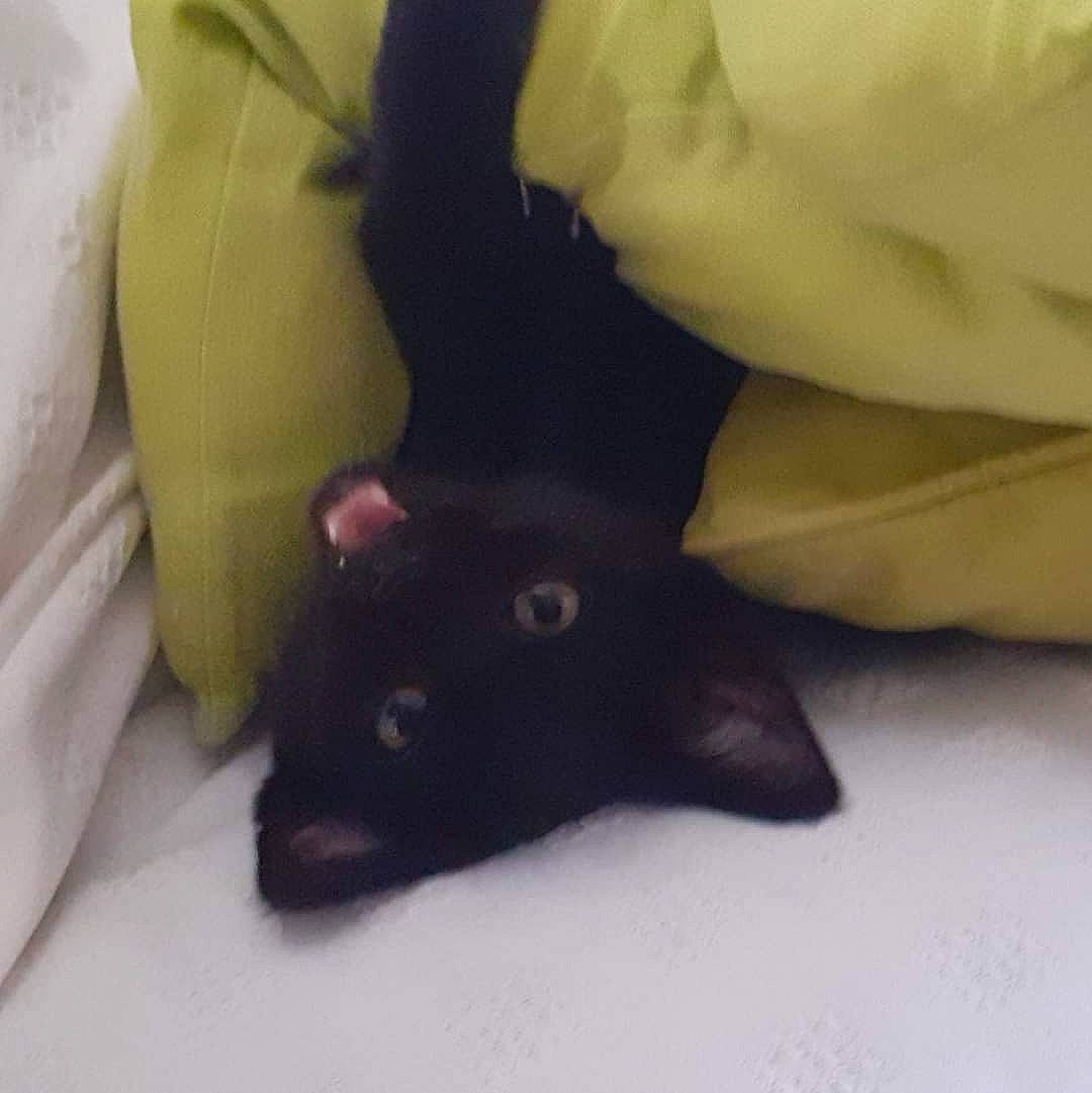 Cravate participe au concours pour gagner de l'argent avec cette photo : black_cat, bombay, carnivore, cat, claw, comfort, dog_breed, domestic_short_haired_cat, felidae, fur, linens, paw, small_to_medium_sized_cats, snout, tail, whiskers