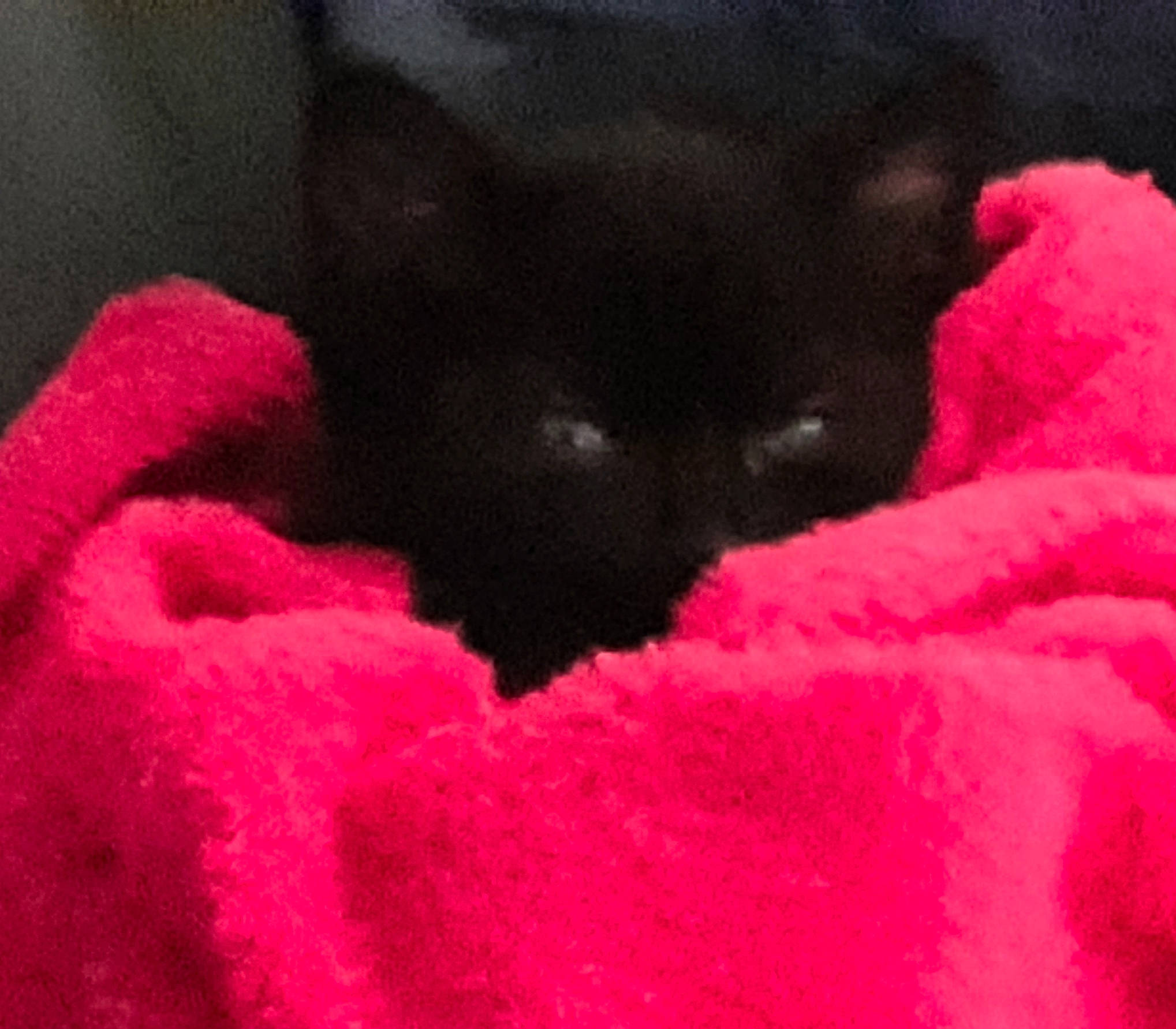 Cravate participe au concours pour gagner de l'argent avec cette photo : carmine, carnivore, carpet, cat, close_up, comfort, felidae, fur, magenta, pattern, petal, pink, small_to_medium_sized_cats, snout, terrestrial_animal, tints_and_shades, whiskers, window, wool, woven_fabric