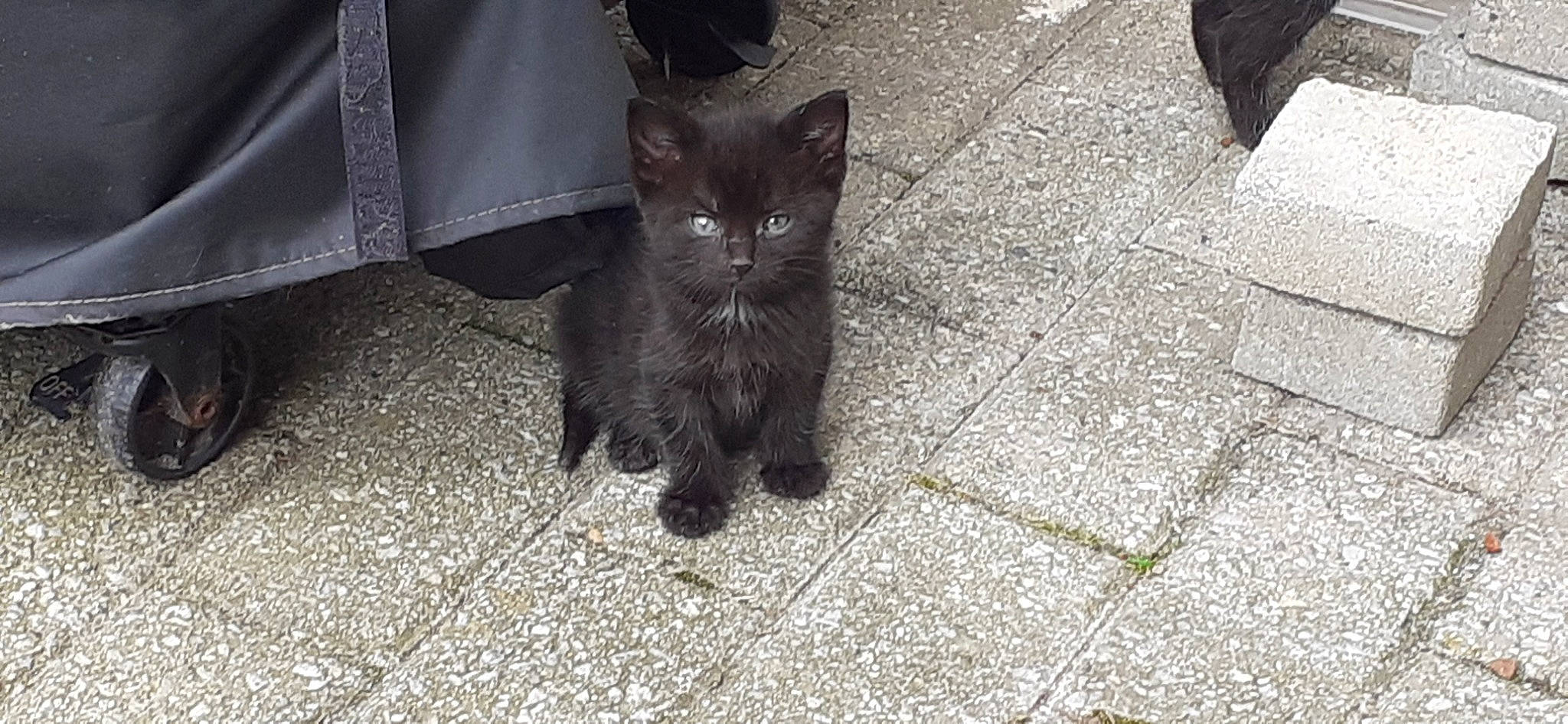 Cravate a rejoint le concours — aidez-le/la à gagner de superbes lots ! asphalt, black_cat, carnivore, cat, claw, dog_breed, domestic_short_haired_cat, felidae, floor, flooring, fur, grass, grey, human_leg, road_surface, shadow, small_to_medium_sized_cats, tail, terrestrial_animal, whiskers