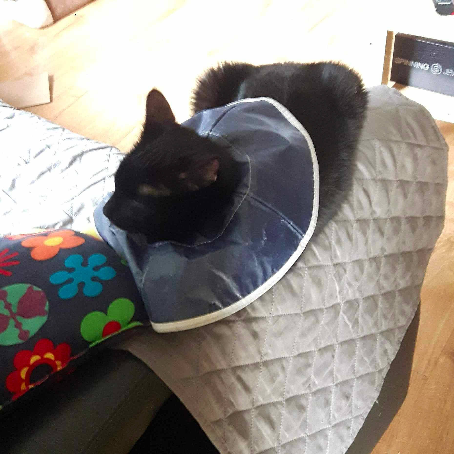 Cravate participe au concours pour gagner de l'argent avec cette photo : bag, black_cat, bombay, carnivore, cat, cat_bed, cat_supply, comfort, domestic_short_haired_cat, felidae, fur, grass, grey, linens, luggage_and_bags, pattern, sitting, small_to_medium_sized_cats, tail, whiskers