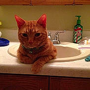 Taco joined the competition — help win amazing prizes!