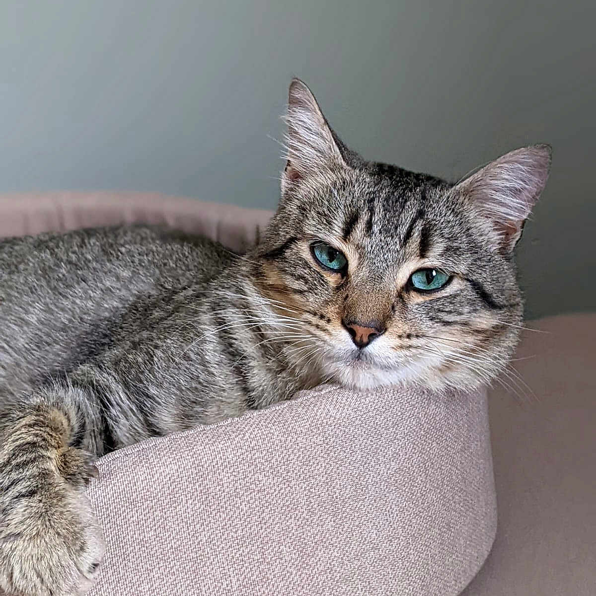 Marin participe au concours pour gagner de l'argent avec cette photo : abyssinian, animal, canine, cat, couch, dog, furniture, kitten, manx, pet