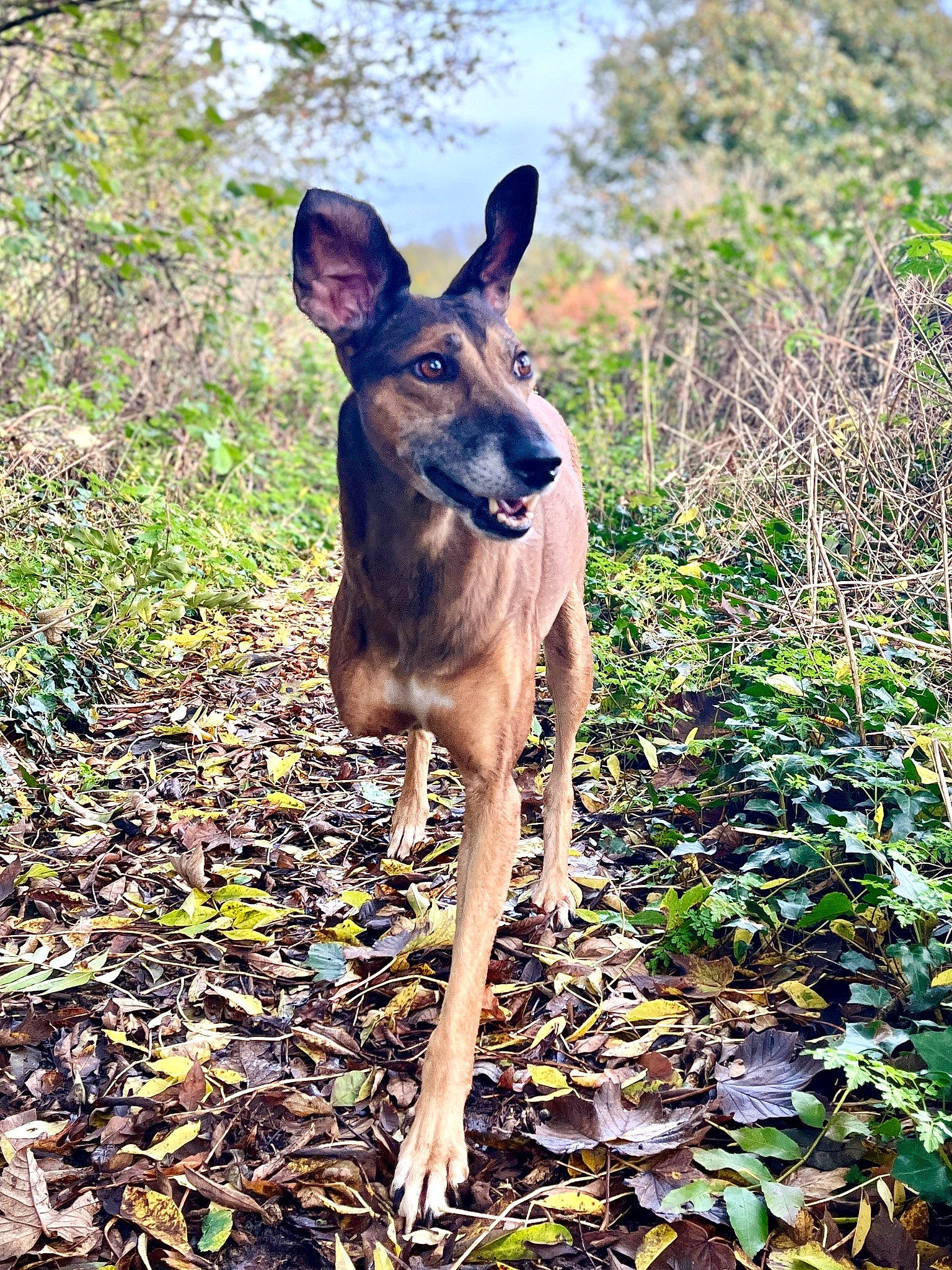 Indie is registered to the contest to win money with this photo: canidae, carnivore, dog, dog_breed, electric_blue, fawn, forest, grass, groundcover, hunting_dog, plant, snout, soil, sporting_group, tail, terrestrial_animal, tree, wildlife, working_animal