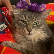 Smoki participe au concours pour gagner de l'argent avec cette photo : cat, fluffy_cat, gray_cat, flower_crown, purple_flowers, pet, indoor, blanket, colorful_blanket, relaxed, close_up, fur, whiskers, animal, cute, domestic_cat, portrait, green_eyes, resting, cozy