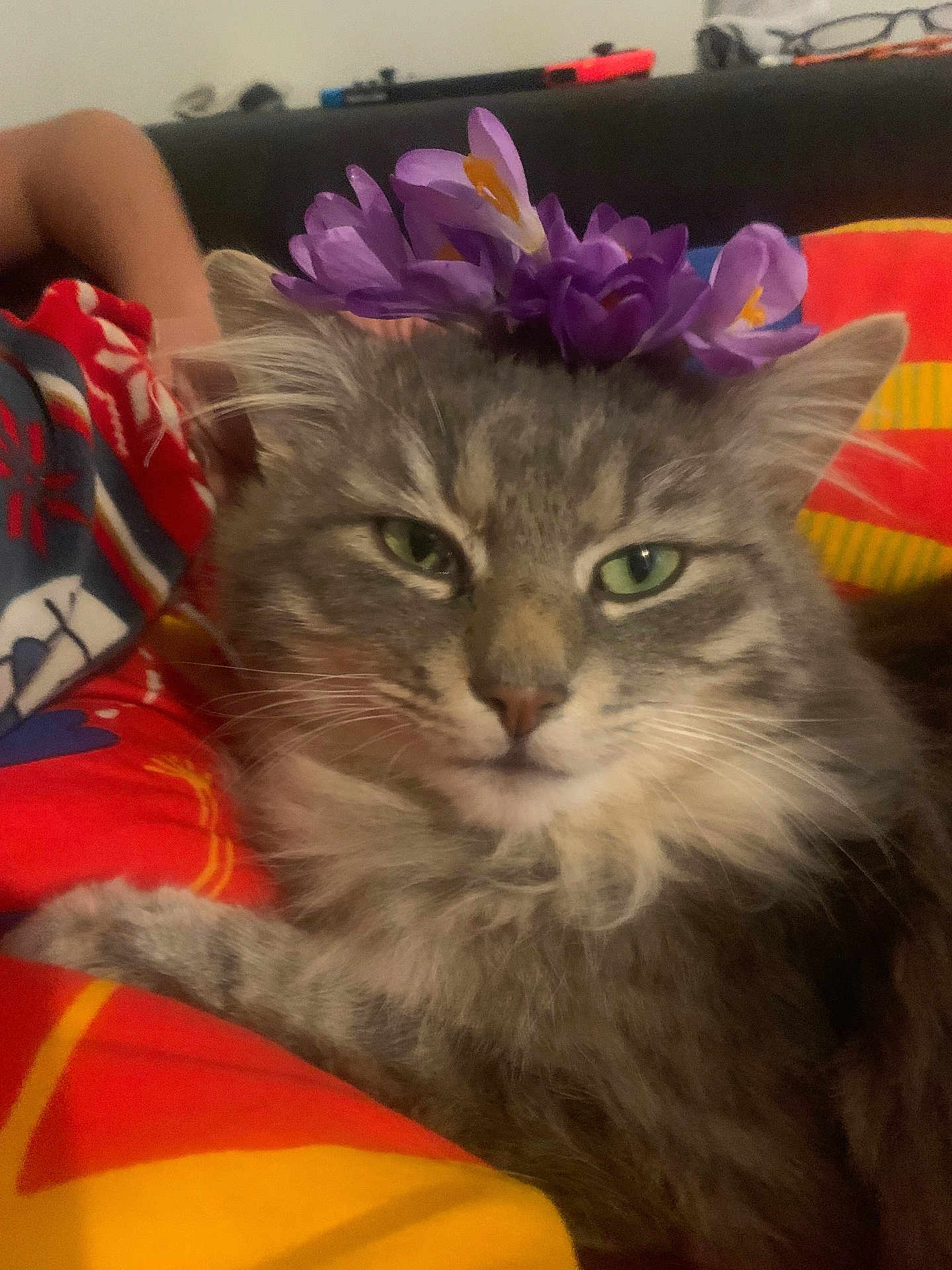 Smoki participe au concours pour gagner de l'argent avec cette photo : cat, fluffy_cat, gray_cat, flower_crown, purple_flowers, pet, indoor, blanket, colorful_blanket, relaxed, close_up, fur, whiskers, animal, cute, domestic_cat, portrait, green_eyes, resting, cozy