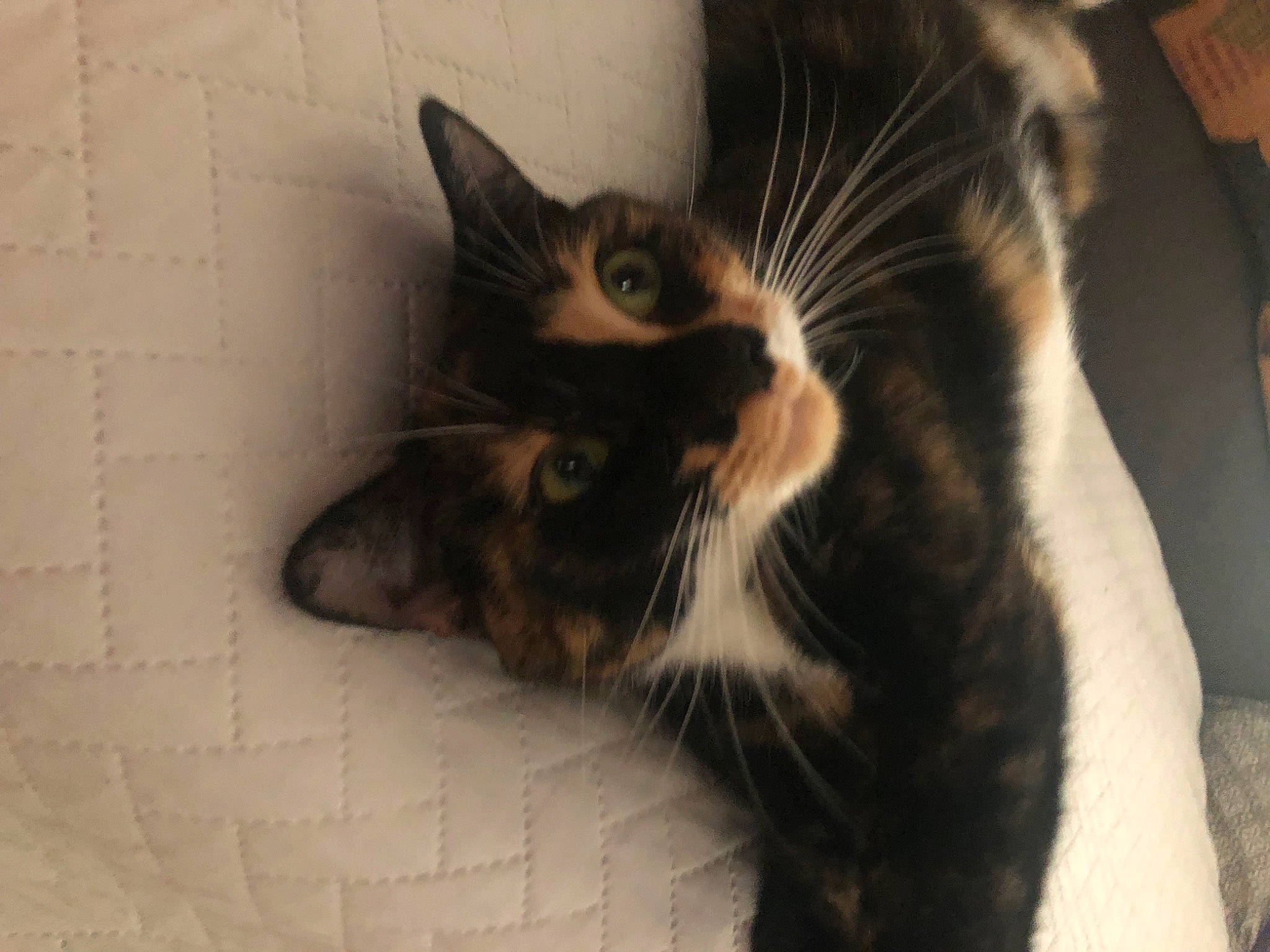 Frankenstein is registered to the contest to win money with this photo: black_cat, carnivore, cat, claw, comfort, domestic_short_haired_cat, ear, felidae, fur, paw, small_to_medium_sized_cats, tail, terrestrial_animal, whiskers, window