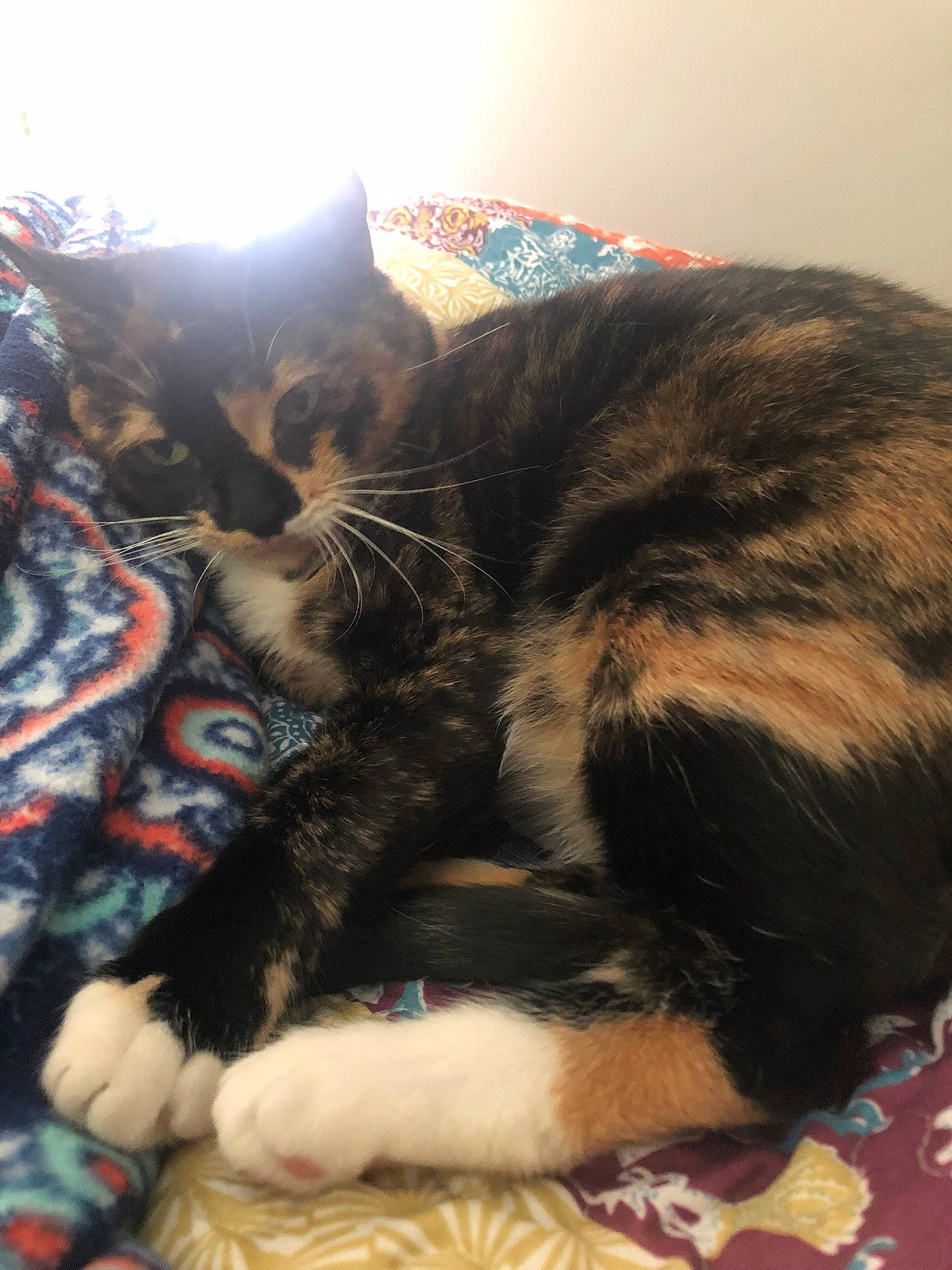 Frankenstein is registered to the contest to win money with this photo: carnivore, cat, claw, comfort, domestic_short_haired_cat, felidae, fur, grass, nap, paw, sleep, small_to_medium_sized_cats, tail, whiskers