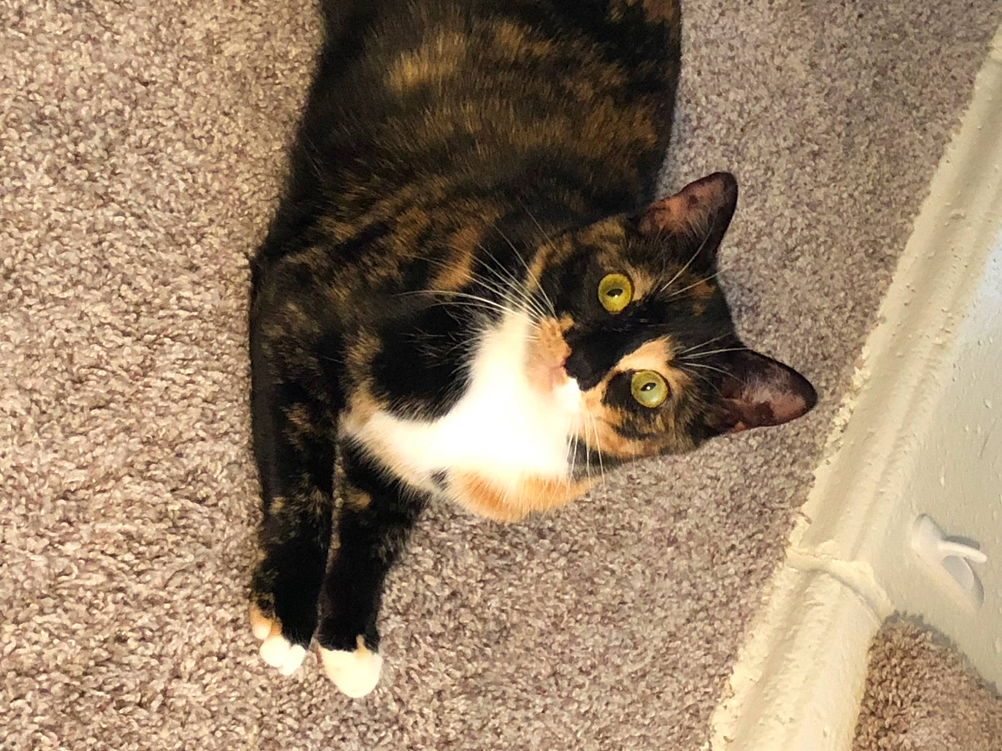 Frankenstein is registered to the contest to win money with this photo: asphalt, black_cat, carnivore, cat, claw, domestic_short_haired_cat, felidae, flooring, foot, fur, grass, paw, road_surface, small_to_medium_sized_cats, snout, soil, tail, whiskers, window, wood