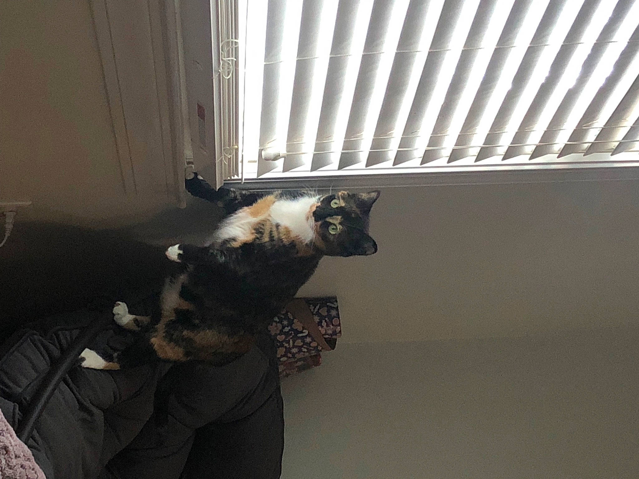 Frankenstein joined the competition — help win amazing prizes! carnivore, cat, ceiling, comfort, companion_dog, daylighting, dog_breed, domestic_short_haired_cat, felidae, flooring, fur, hardwood, room, small_to_medium_sized_cats, tail, whiskers, window_covering, wood