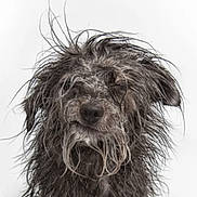 Tung Tung Tung Sahur is registered to the contest to win money with this photo: dog, wet_fur, portrait, animal, pet, messy_hair, expression, closeup, studio, white_background, cute, canine, muzzle, fur, domestic_animal, friendly, messy, adorable, face, head