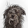 dog, wet_fur, portrait, animal, pet, messy_hair, expression, closeup, studio, white_background, cute, canine, muzzle, fur, domestic_animal, friendly, messy, adorable, face, head