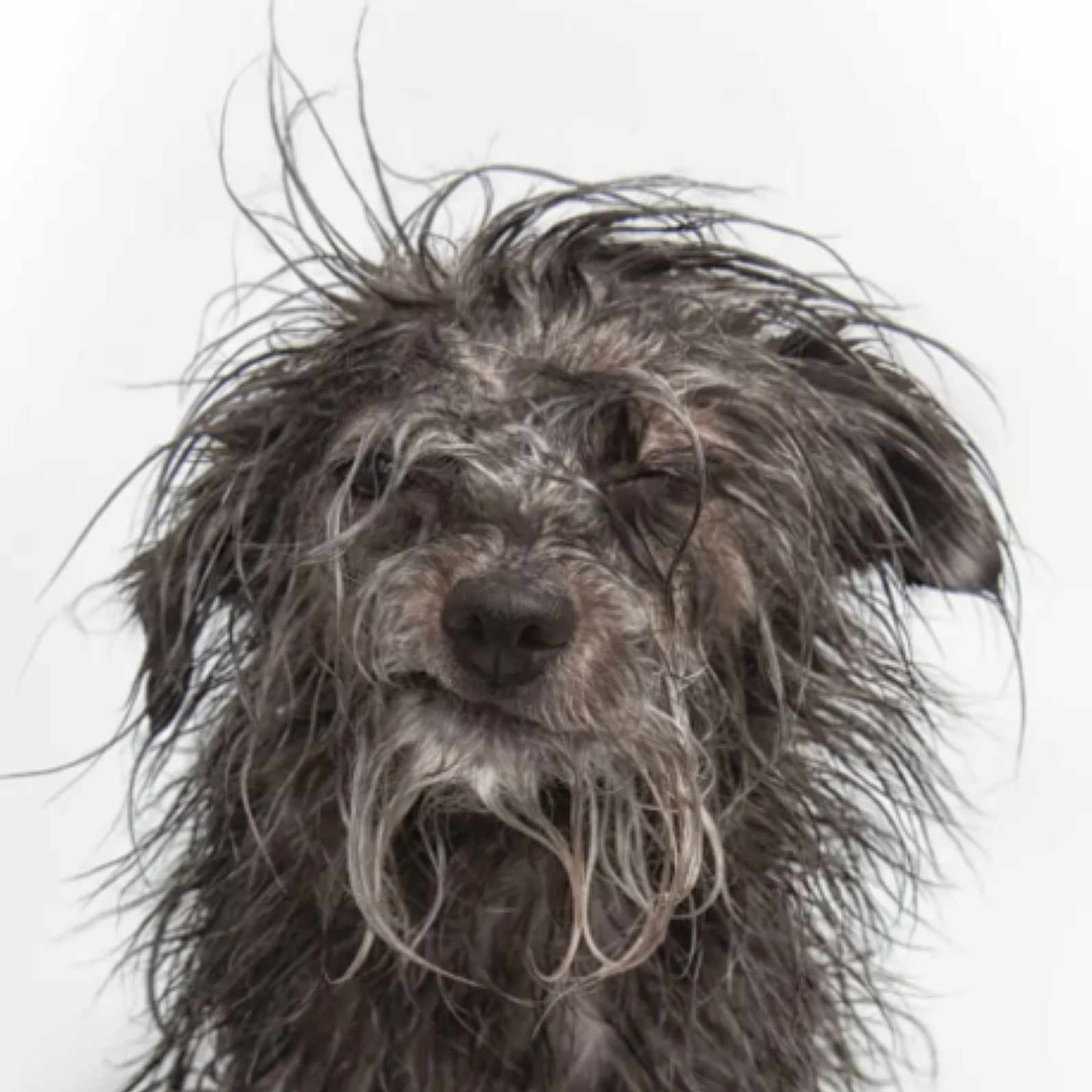 Tung Tung Tung Sahur is registered to the contest to win money with this photo: adorable, animal, canine, closeup, cute, dog, domestic_animal, expression, face, friendly, fur, head, messy, messy_hair, muzzle, pet, portrait, studio, wet_fur, white_background