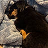 animal, black_fur, blanket, blue_blanket, brown_fur, comfort, cozy, cute, dog, fur, fur_texture, indoors, nap, pet, puppy, relaxing, resting, sleeping, small_dog, soft