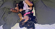 Hazel is registered to the contest to win money with this photo: dog, puppy, blanket, bed, sleeping, cozy, pink_collar, fur, cute, resting, indoors, pet, canine, relaxed, lying_down, comfort, textured_surface, green_blanket, small_dog, nap