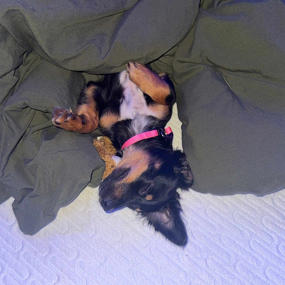 Hazel is registered to the contest to win money with this photo: dog, puppy, blanket, bed, sleeping, cozy, pink_collar, fur, cute, resting, indoors, pet, canine, relaxed, lying_down, comfort, textured_surface, green_blanket, small_dog, nap