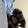 Hazel is registered to the contest to win money with this photo: puppy, dog, blanket, bed, fur, ears, paw, indoor, curious, cute, animal, pet, cozy, head_tilt, human_foot, resting, black_fur, brown_fur, soft_texture, wall