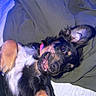Hazel is registered to the contest to win money with this photo: dog, pet, playful, smiling, collar, fur, ear, bed, blanket, cute, animal, canine, lying_down, black_fur, brown_fur, white_fur, indoors, happy, closeup, portrait