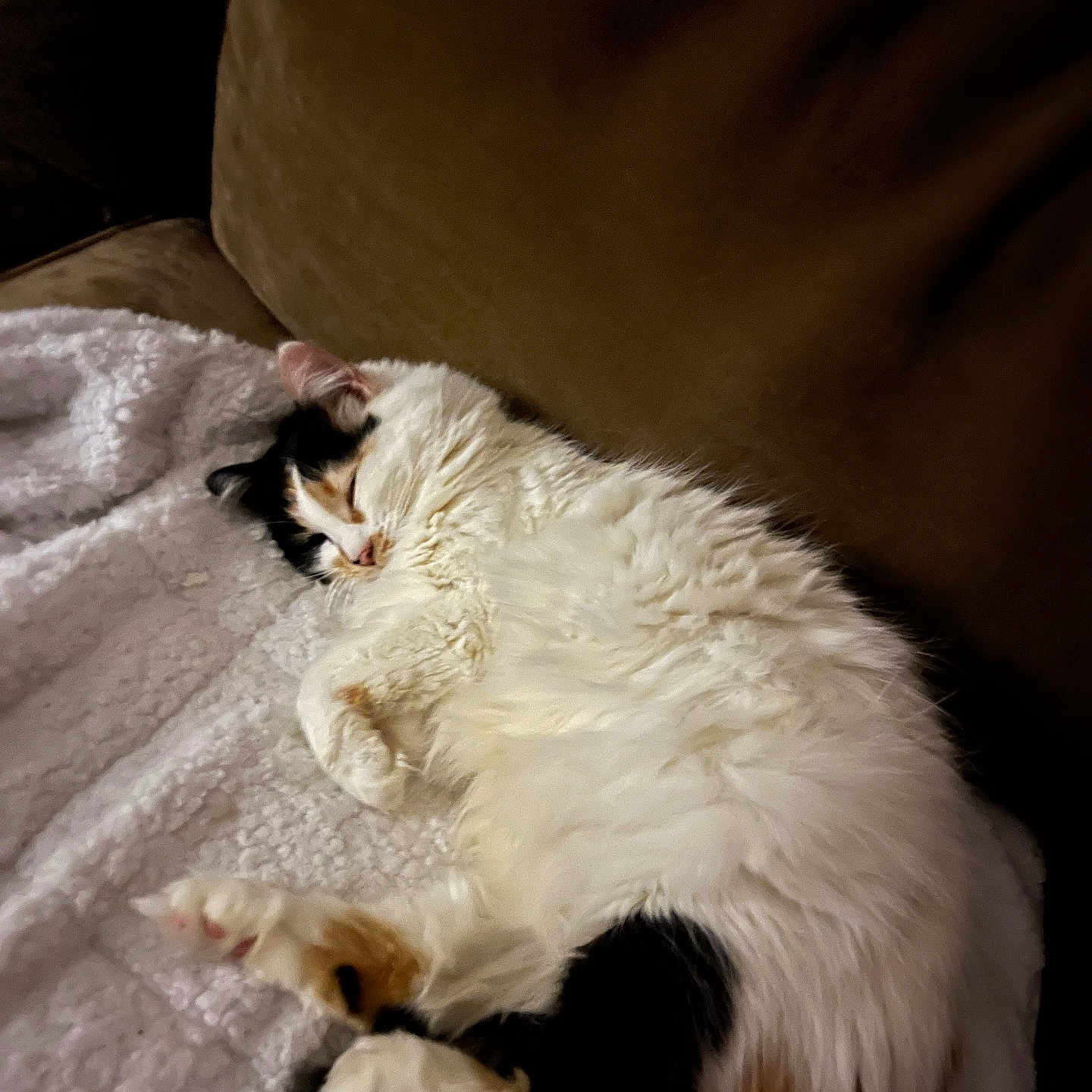 Maple joined the competition — help win amazing prizes! cat, calico_cat, sleeping, fluffy, pet, indoor, blanket, couch, cozy, resting, fur, relaxation, animal, domestic_animal, whiskers, paw, cute, home, feline, nap
