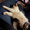 Maple is registered to the contest to win money with this photo: cat, calico, fluffy, stretching, indoor, chair, cushion, towel, relaxed, pet, feline, fur, paw, resting, domestic, cozy, home, sleepy, animal, comfort