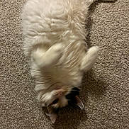 Maple is registered to the contest to win money with this photo: cat, fluffy, carpet, pet, animal, relaxed, playful, fur, ears, lying_down, indoor, cute, whiskers, paws, feline, domestic, sleepy, soft, resting, cozy