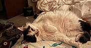 Maple joined the competition — help win amazing prizes! cat, calico_cat, bed, blanket, space_theme, rocket, planet, room, mirror, reflection, furniture, door, floor, indoor, cozy, pet, animal, fur, resting, lying_down