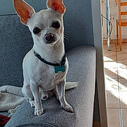 Yooky participe au concours pour gagner de l'argent avec cette photo : animal, armrest, chihuahua, clock, collar, couch, curious, dog, domestic, ears, floor_tiles, furniture, home, indoor, pet, sitting, small_dog, sunlight, wall, white_dog