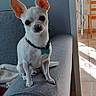 animal, armrest, chihuahua, clock, collar, couch, curious, dog, domestic, ears, floor_tiles, furniture, home, indoor, pet, sitting, small_dog, sunlight, wall, white_dog