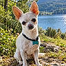 Corinne Saulnier a rejoint le concours — aidez-le/la à gagner de superbes lots ! dog, chihuahua, pet, animal, portrait, outdoor, nature, lake, mountain, forest, rock, sunlight, white_fur, large_ears, collar, dog_tag, sitting, landscape, scenic, travel
