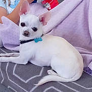 Corinne Saulnier a rejoint le concours — aidez-le/la à gagner de superbes lots ! dog, chihuahua, white_dog, small_dog, puppy, pet, animal, portrait, lying_down, looking_at_camera, large_ears, dark_eyes, collar, blue_tag, blanket, bed, indoor, cozy, patterned_fabric, person