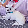 animal, bed, blanket, blue_tag, chihuahua, collar, cozy, dark_eyes, dog, indoor, large_ears, looking_at_camera, lying_down, patterned_fabric, person, pet, portrait, puppy, small_dog, white_dog