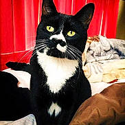 Binx is registered to the contest to win money with this photo: animal_portrait, bed, black_and_white, blanket, cat, close_up, cozy, curtains, cute, domestic_animal, feline, household, indoor, looking, pet, sitting, soft_lighting, tuxedo_cat, whiskers, yellow_eyes
