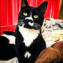 animal_portrait, bed, black_and_white, blanket, cat, close_up, cozy, curtains, cute, domestic_animal, feline, household, indoor, looking, pet, sitting, soft_lighting, tuxedo_cat, whiskers, yellow_eyes