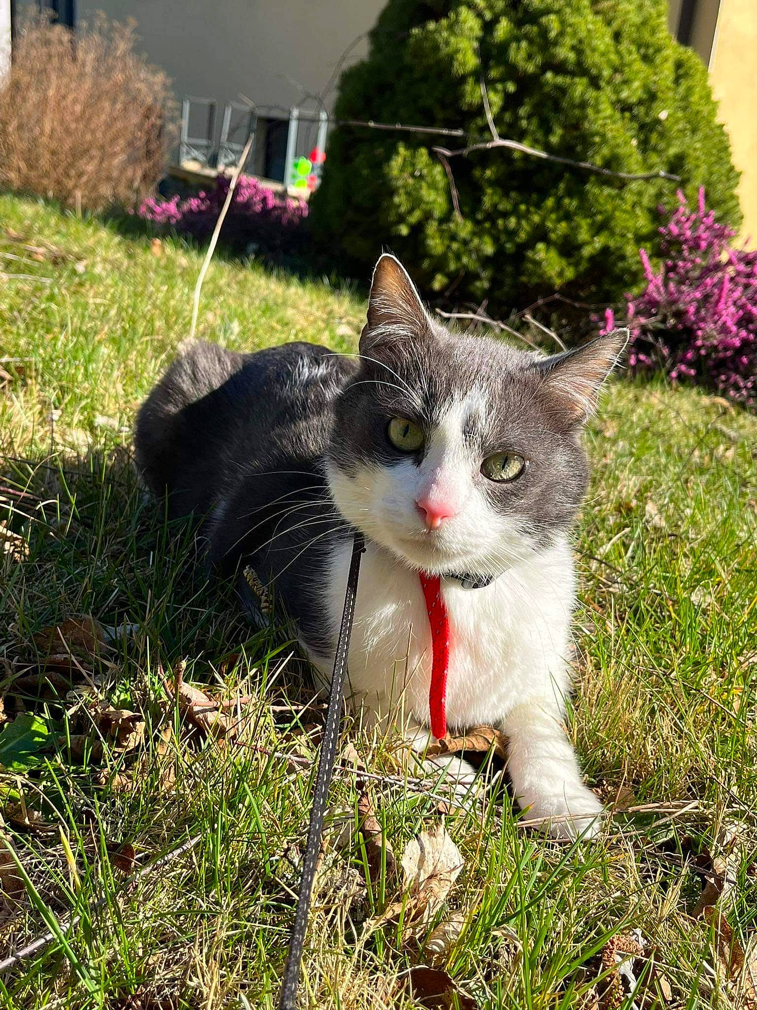 Figaro participe au concours pour gagner de l'argent avec cette photo : carnivore, cat, collar, domestic_short_haired_cat, eye, fawn, felidae, flower, fur, garden, grass, groundcover, lawn, plant, small_to_medium_sized_cats, tail, terrestrial_animal, tree, whiskers, window