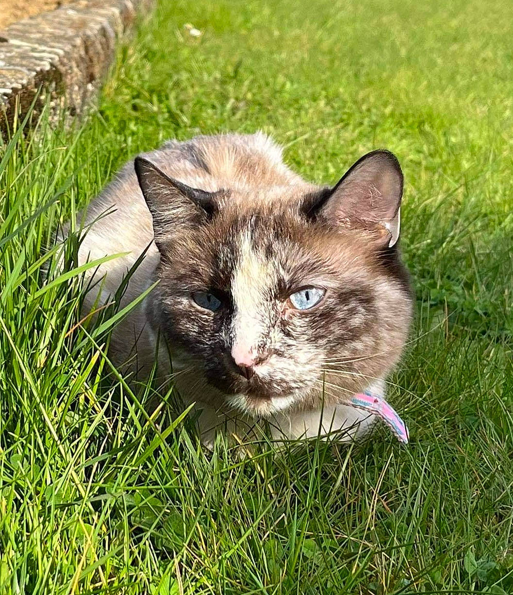 Câline participe au concours pour gagner de l'argent avec cette photo : carnivore, cat, domestic_short_haired_cat, fawn, felidae, fur, grass, grassland, groundcover, hierochloe, pasture, plant, poales, sitting, small_to_medium_sized_cats, snout, tail, terrestrial_animal, whiskers, wildlife
