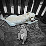 baby, dog, blanket, wooden_deck, fence, animal, pet, infant, relaxing, outdoor, companion, laying_down, black_and_white, floor, diaper, fur, wood, face, paw, cute